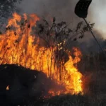 Força Nacional vai atuar por mais 90 dias na Amazônia Legal e Pantanal