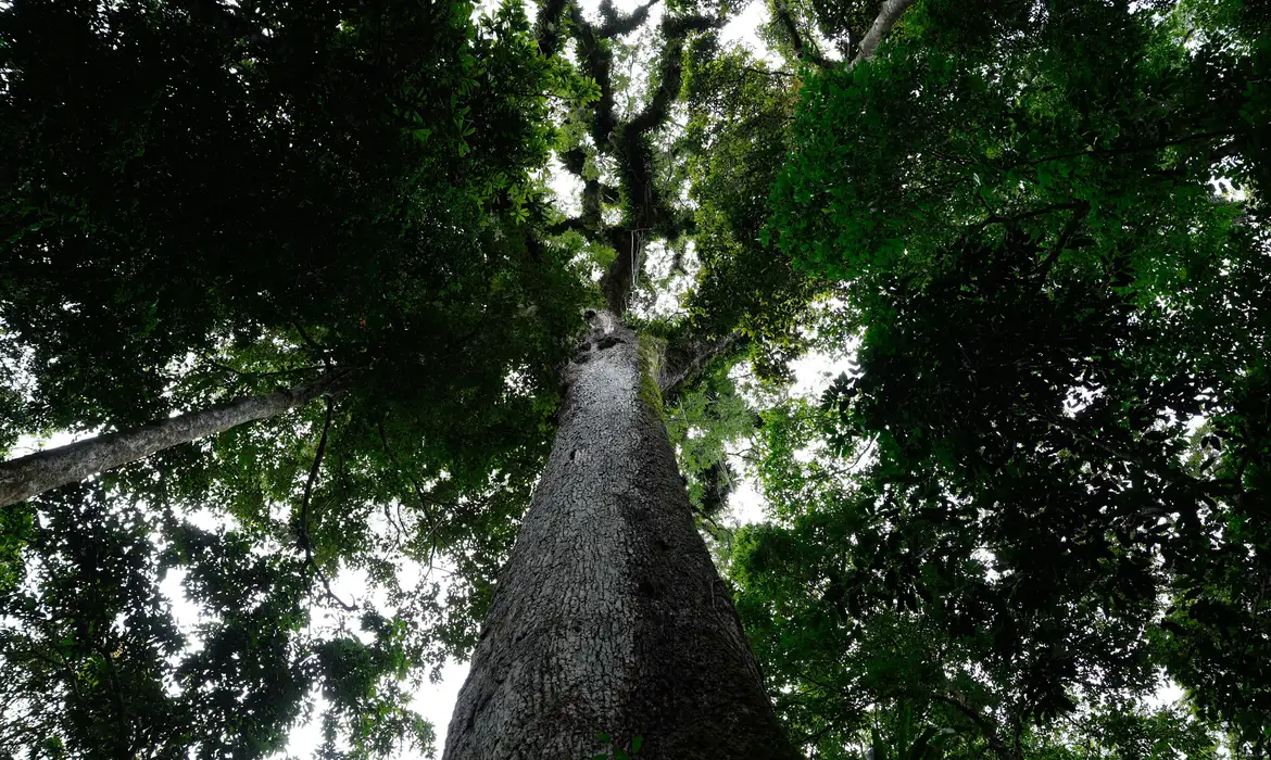 Lula sanciona projeto de licenciamento ambiental com 63 vetos - Imagem do artigo original