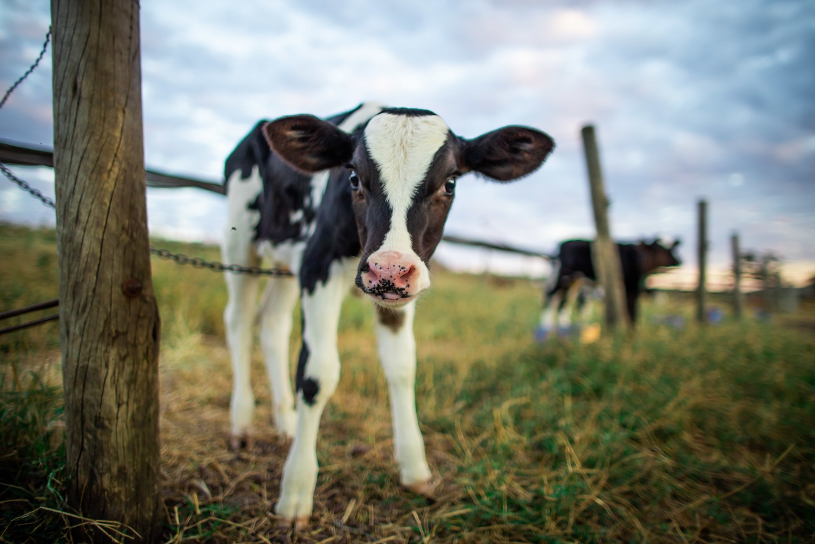Pecuaristas de leite apostam em cruzamento para aproveitar bezerros machos na produção de carne - Imagem do artigo original