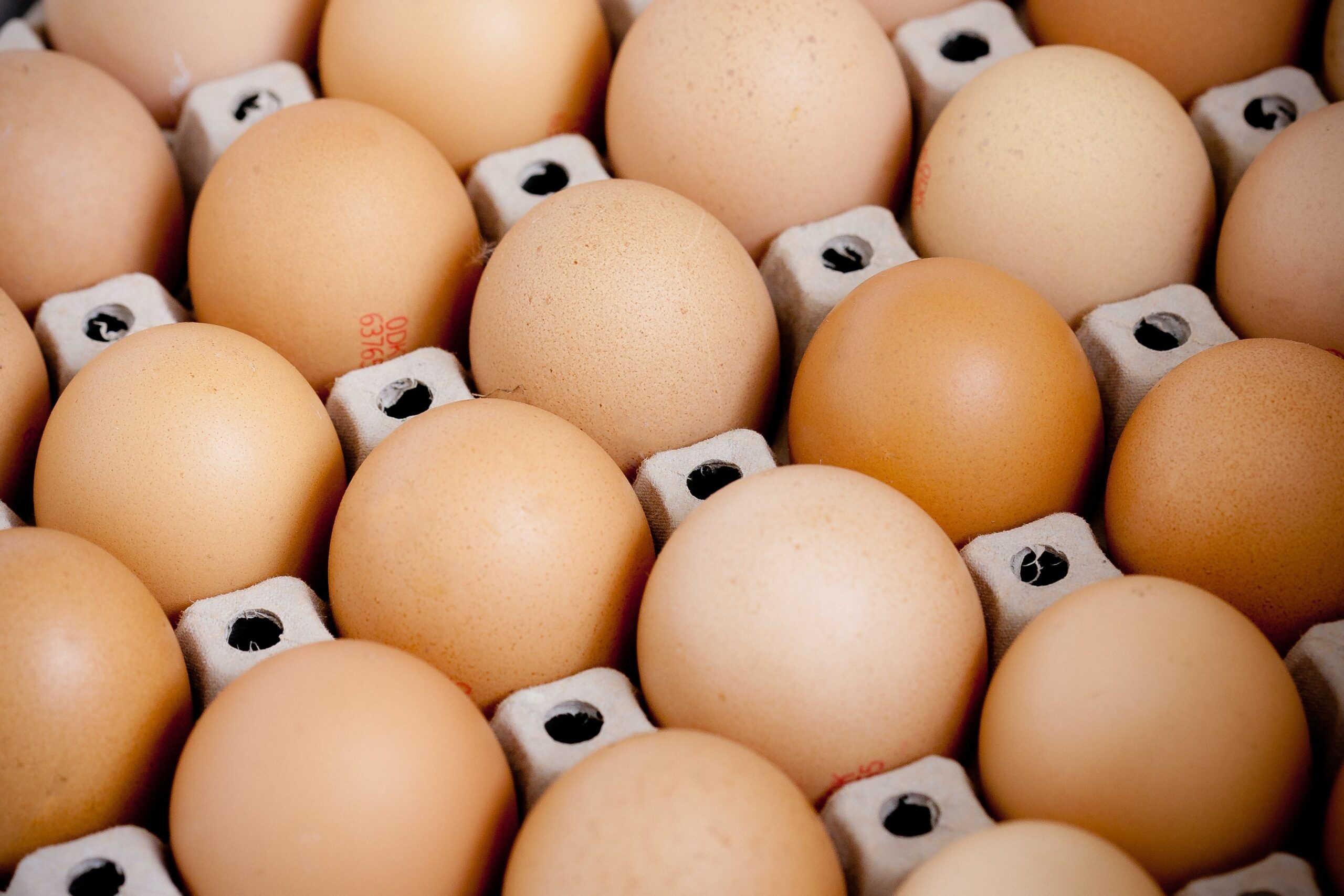 Exportações de frango recuam até 2% em 2025, mas vendas externas de ovos sobem 116%, projeta ABPA - Imagem do artigo original