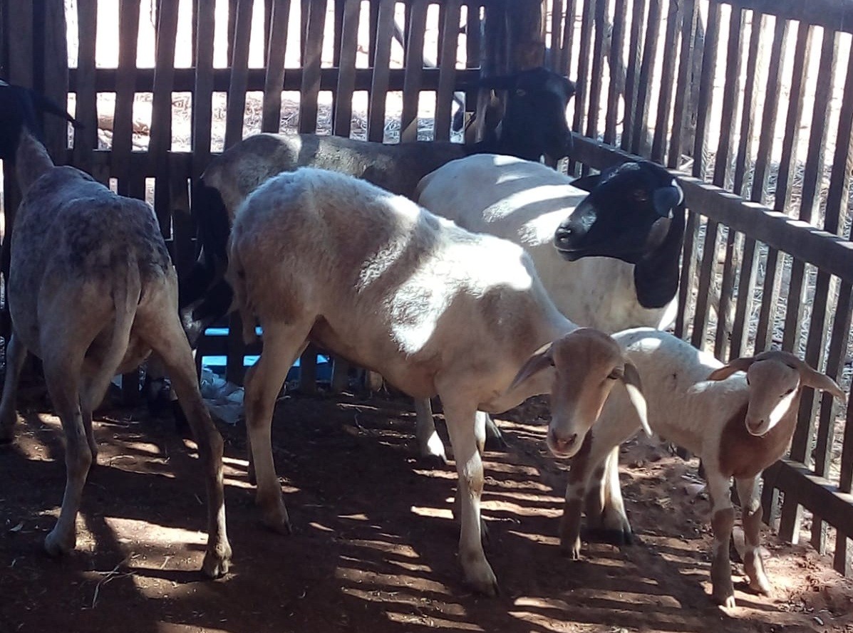 Ministério da Agricultura suspende dois lotes da vacina Excell 10 após morte de mais de 100 animais - Imagem do artigo original