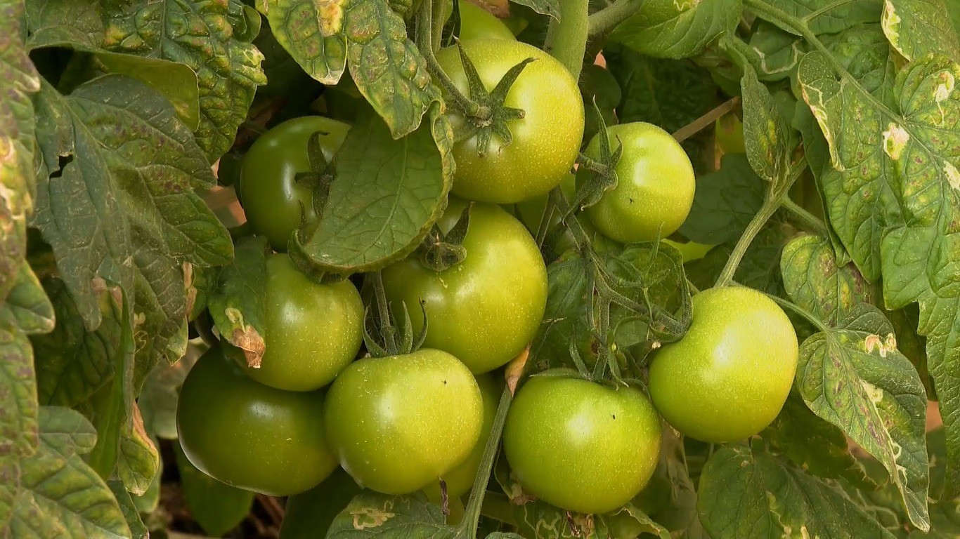 Frio de mais de 90 dias reduz oferta de tomate no Espírito Santo e eleva preços em até 67% - Imagem do artigo original