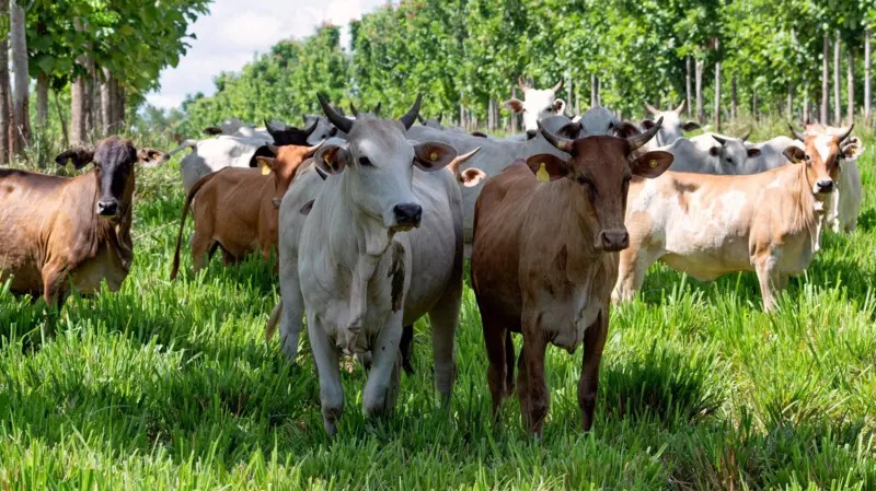Das feiras de Uberaba às mesas do mundo: como o zebu impulsionou o Brasil à liderança nas exportações de carne - Imagem do artigo original