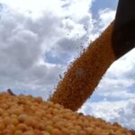 sepordentro 1756165361