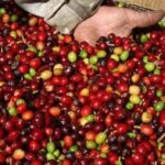 Colheita restrita e tarifa dos EUA elevam preço do café no Brasil