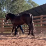 sepordentro 1756647607