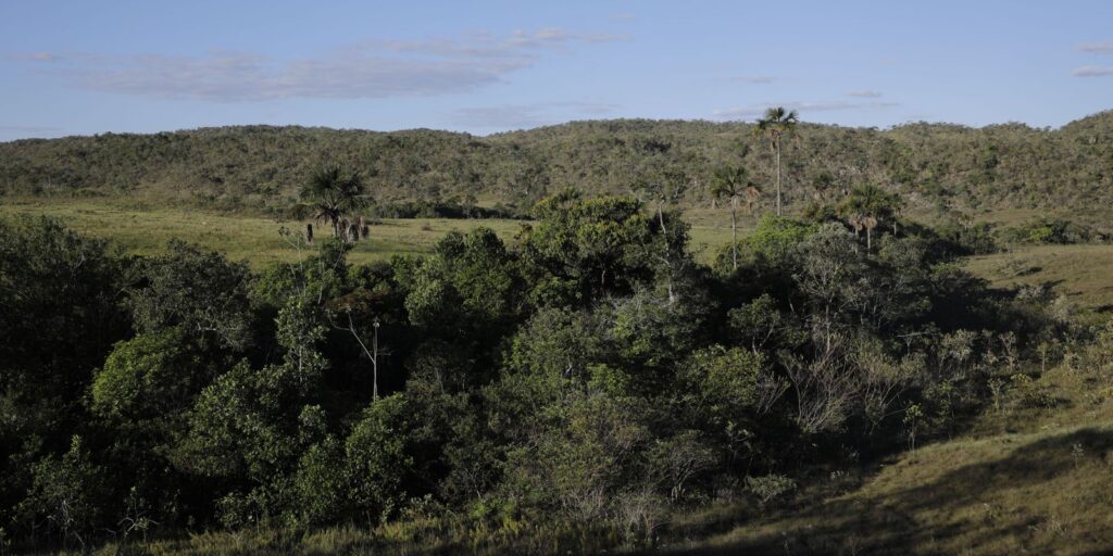 Programa Viva Maria destaca campanha pela proteção do Cerrado