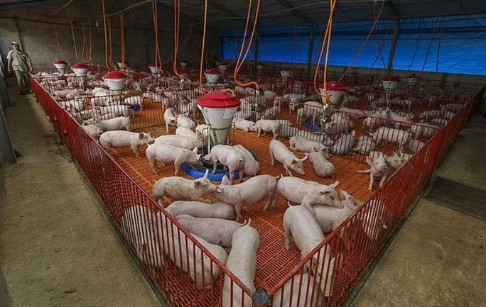 Exportações brasileiras de carne suína avançam 72% até agosto de 2025