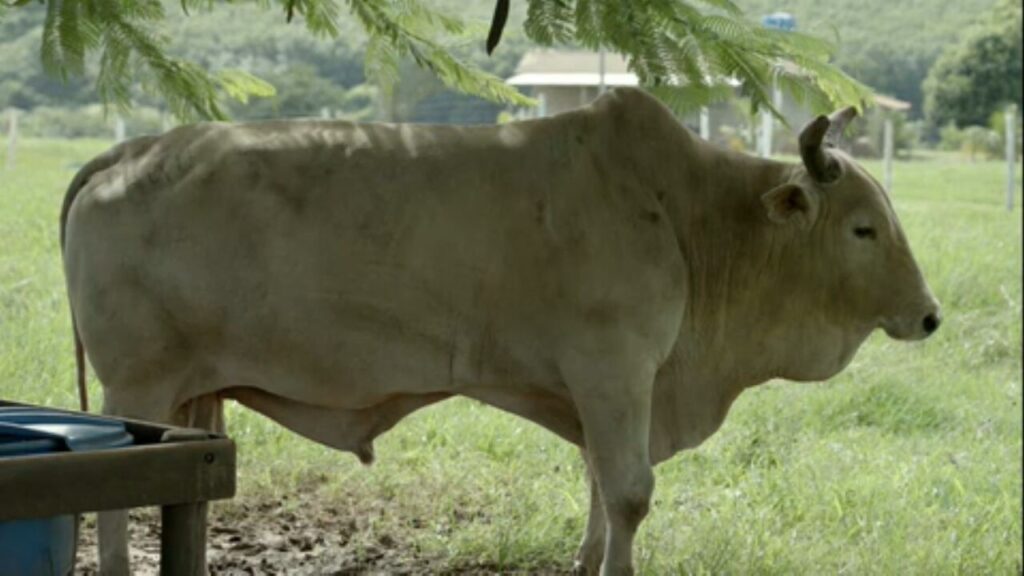 Veterinário descarta mito de que testículos de touros são apertados para estimular saltos em rodeios