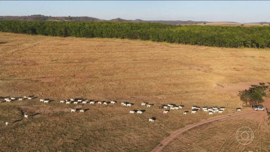 Técnicas de manejo e integração lavoura-pecuária reduzem impacto ambiental da carne brasileira