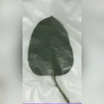 sepordentro 1760077069