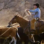 Pecuaristas dos EUA reagem ao plano de Trump de ampliar compra de carne bovina da Argentina