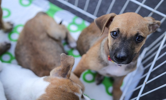 Shopping Jardins realiza campanha de adoção de cães e gatos neste sábado em Aracaju