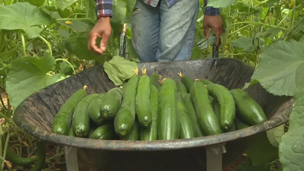 Estufas garantem colheita de pepino japonês e reforçam orçamento de pequenos produtores no Oeste Paulista