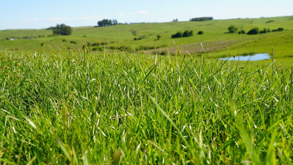 Financiamento climático impulsiona recuperação do Pampa e reflorestamento com cacau na Bahia