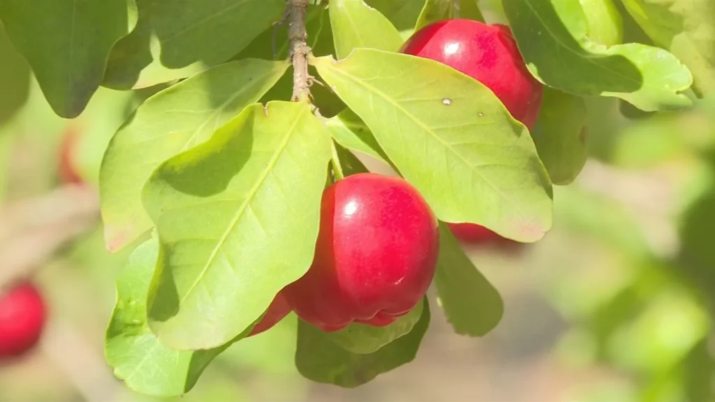 Estiagem e frio atrasam florada, mas colheita de acerola avança no Oeste Paulista