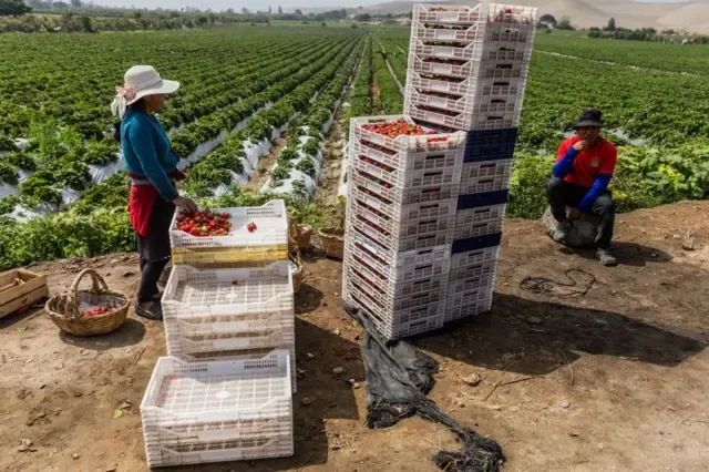 Deserto do Peru vira polo agroexportador e acende alerta sobre uso da água