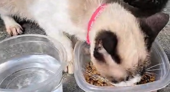 Filhote de gato é salvo após nove dias preso em casa abandonada em Socorro