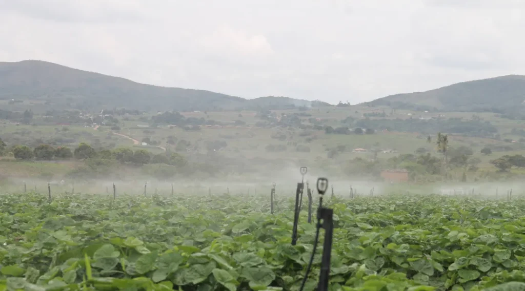 Perímetro irrigado de Itabaiana destina 28,2 t de alimentos a 600 famílias de Santa Rosa de Lima
