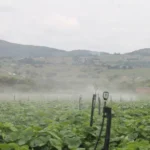 sepordentro 1766867644