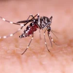 aedes aegypti