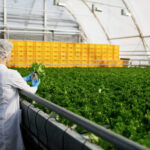 biotechnology woman engineer examining plants disease scaled 1