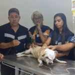 cao agredido e1769771970483