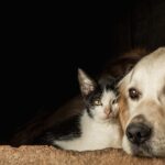Assembleia aprova programa de apoio a protetores independentes e ONGs de defesa animal