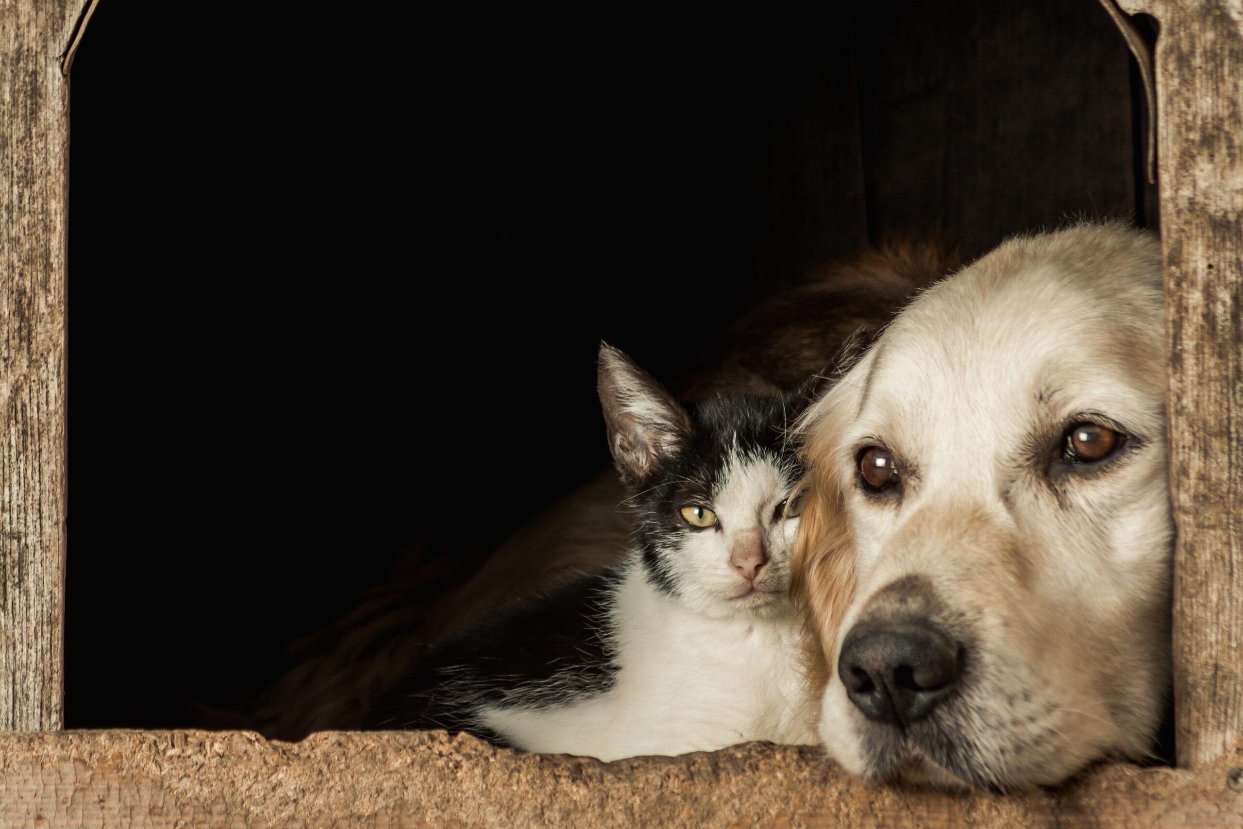 closeup shot snouts cute dog cat sitting cheek cheek scaled 1