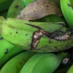 Pesquisa capixaba transforma banana fora do padrão em amido para a indústria alimentícia