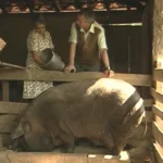 Mutirão para abater porco de 300 kg reúne moradores na Serra da Canastra e mantém tradição familiar