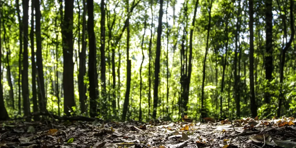 sepordentro 1768497604