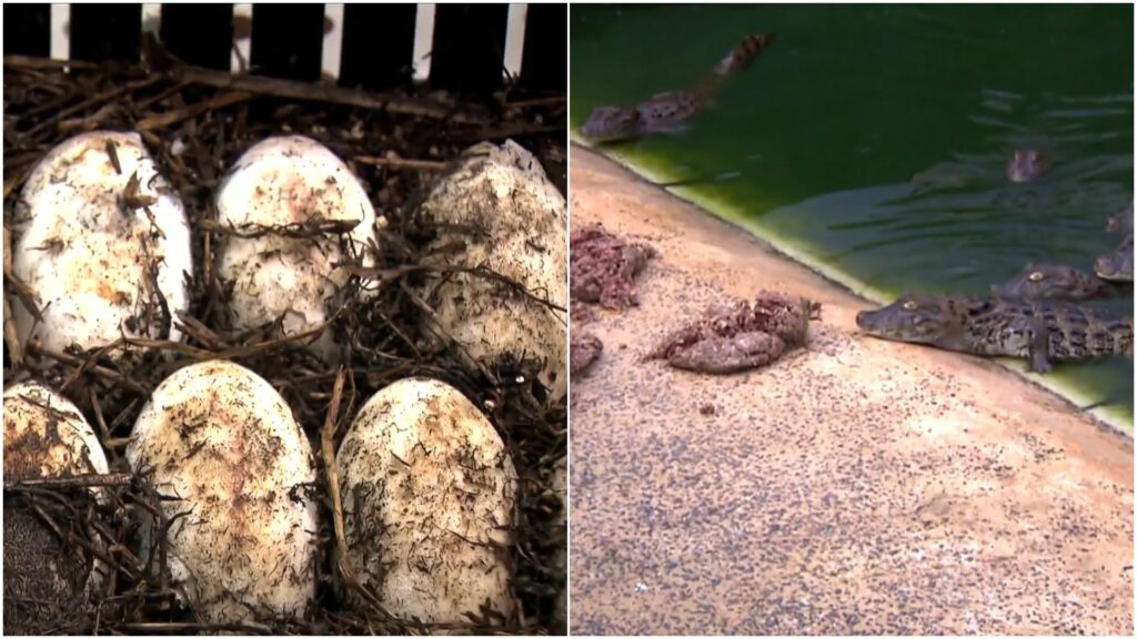 ovos de jacare e jacarezinhos
