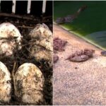ovos de jacare e jacarezinhos