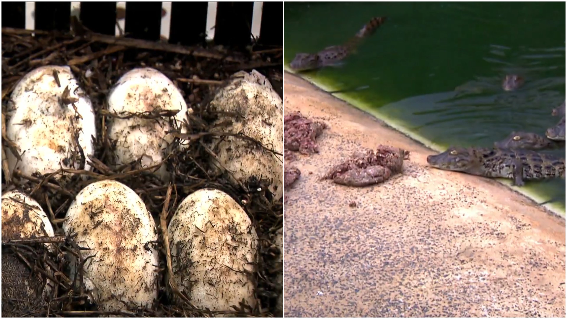 ovos de jacare e jacarezinhos
