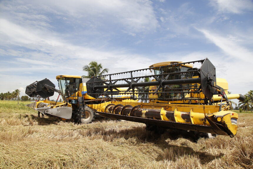 Recorde histórico da safra de arroz aquece economia em Sergipe