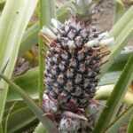 florada abacaxi