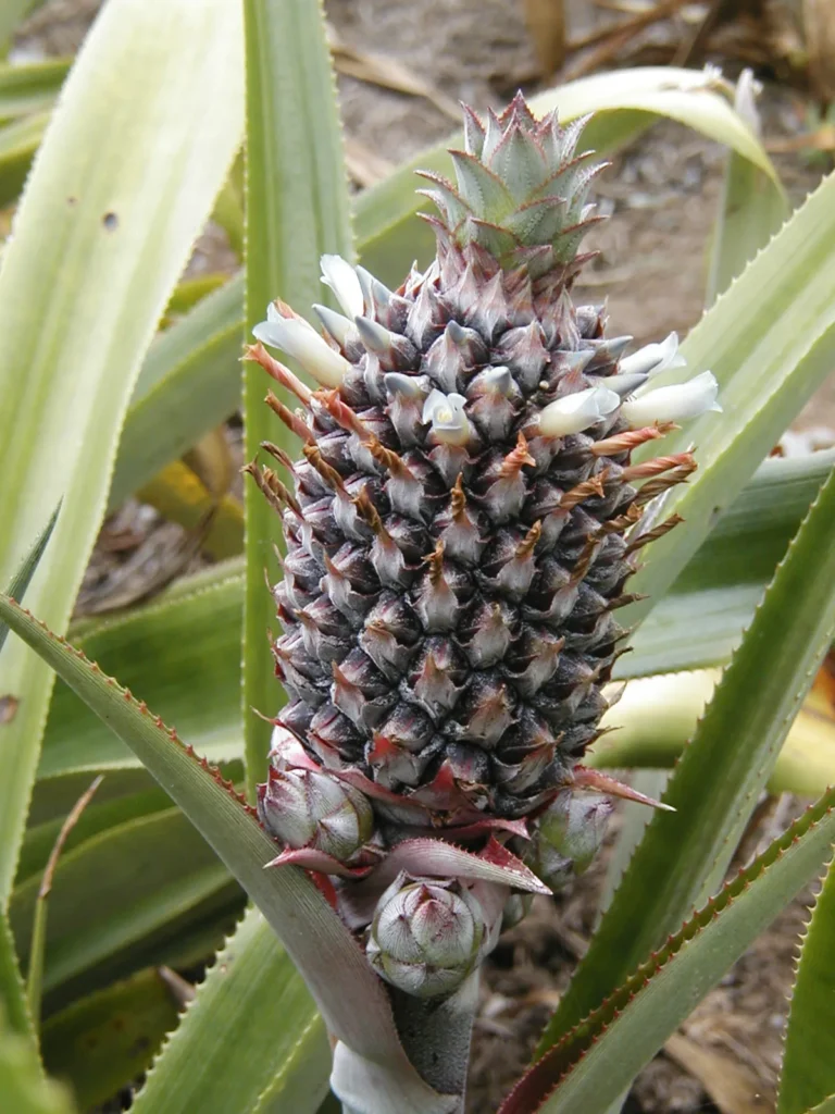 florada abacaxi