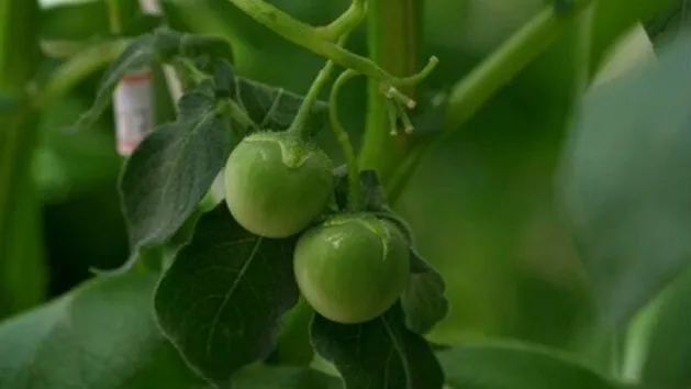 tomatinho