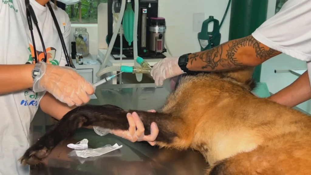 São Paulo: sarna em animais silvestres dispara 700% (26/04/2026)