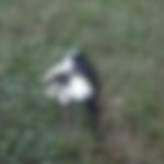 14 gatos morrem em 48h no camp