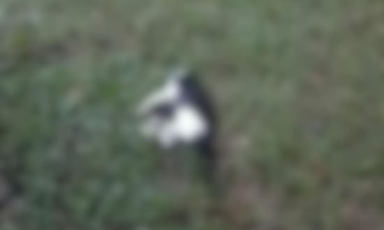 14 gatos morrem em 48h no camp