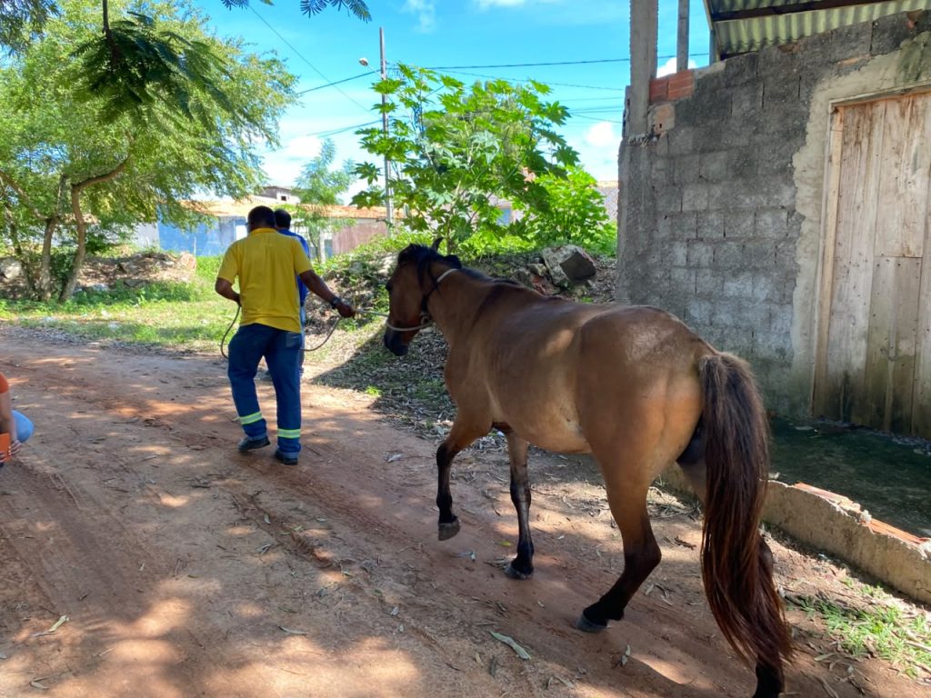 a o da prefeitura de aracaju apreende animais de grande port 20260602