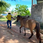 a o da prefeitura de aracaju apreende animais de grande port 20260602