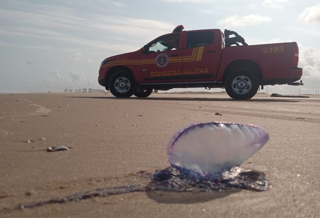 bombeiros atendem 44 v timas de caravelas nas praias de arac 20260602