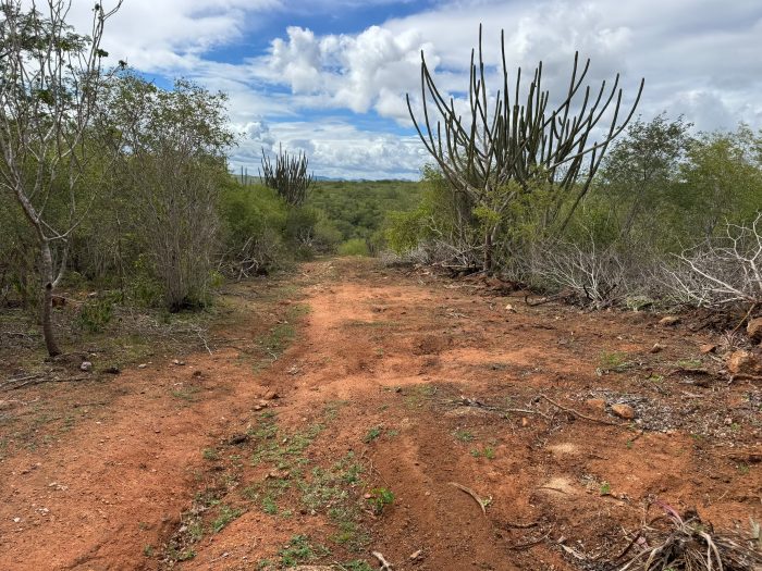 caatinga destru da ilegalmente dentro de rea protegida no se 20260618