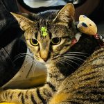 campanha de ado o de animais acontece em aracaju neste fim d 20260602