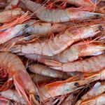 pesca do camar o para em dezem