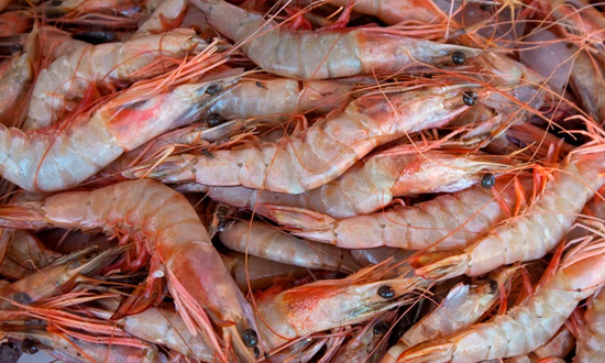 pesca do camar o para em dezem