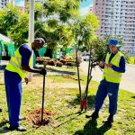 prefeitura de aracaju amplia arboriza o e promove biodiversi 20260618